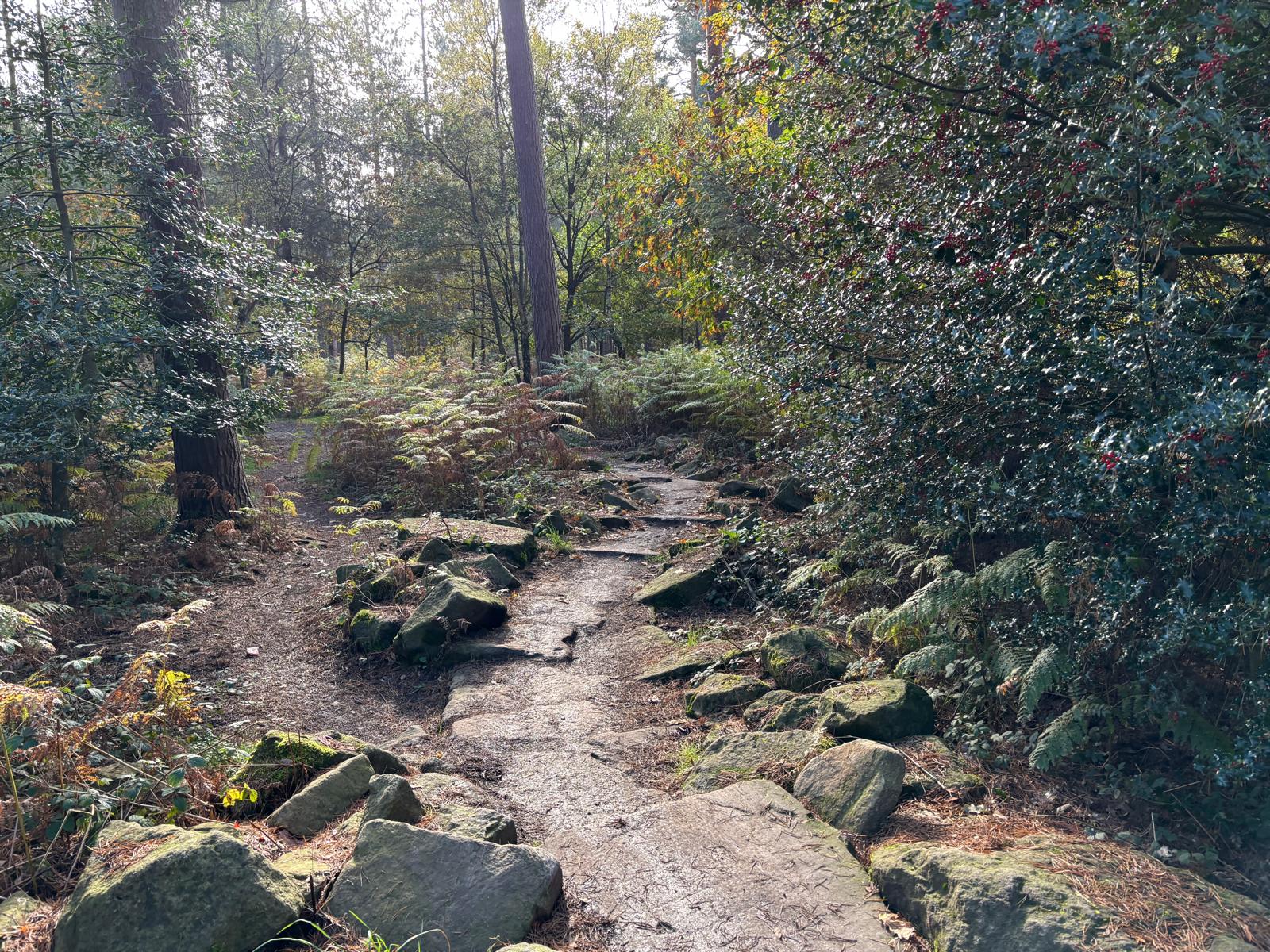 Cannock Chase mountain biking